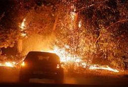 وقوع صدوپنجاه و هفت مورد آتش سوزی در جنگلهای استان کردستان طی سال گذشته