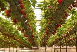 سالانه بیش از ۴ هزار تن محصول گلخانه ای در استان کردستان تولید میشود