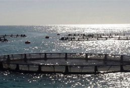 طرح پرورش ماهی در قفس در سواحل دریای خزر استان گلستان اجرا میشود