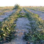 بی توجهی دستگاههای دولتی به ظرفیت نظام مهندسی کشاورزی خوزستان