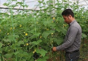 بیکاری هفت هزار مهندس کشاورزی در استان آذربایجان غربی