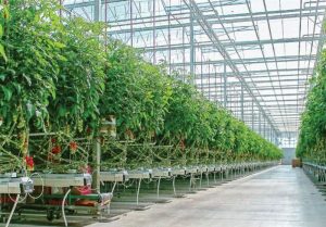 توسعه گلخانه‌ها، تحقق رونق تولید در زمینه کشاورزی