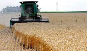 کاهش دو درصدی ریزش و ضایعات گندم و جو در استان آذربایجان ‌شرقی