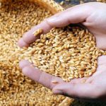 شروع اجرای پروژه افزایش بهره‌وری مزارع گندم استان کرمانشاه با کمک روش‌ های علمی