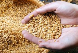 شروع اجرای پروژه افزایش بهره‌وری مزارع گندم استان کرمانشاه با کمک روش‌ های علمی