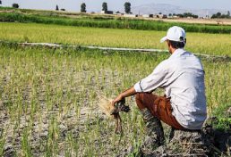 خشکسالی و افزایش قیمت نهاده‌ها دو چالش عمده پیش روی کشاورزان