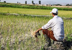 خشکسالی و افزایش قیمت نهاده‌ها دو چالش عمده پیش روی کشاورزان