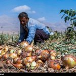 نشست تخصصی ارتقاء و افزایش ضریب بهره‌وری فرآیند تولید در کشاورزی استان کرمان