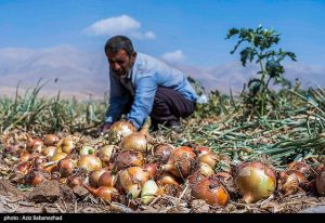 نشست تخصصی ارتقاء و افزایش ضریب بهره‌وری فرآیند تولید در کشاورزی استان کرمان