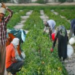 راه اندازی صد و سی و چهار مرکز خدمات کشاورزی غیر دولتی در فارس